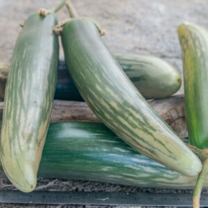 BANGLADESH LONG