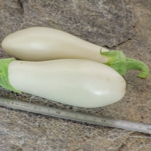 CASPER