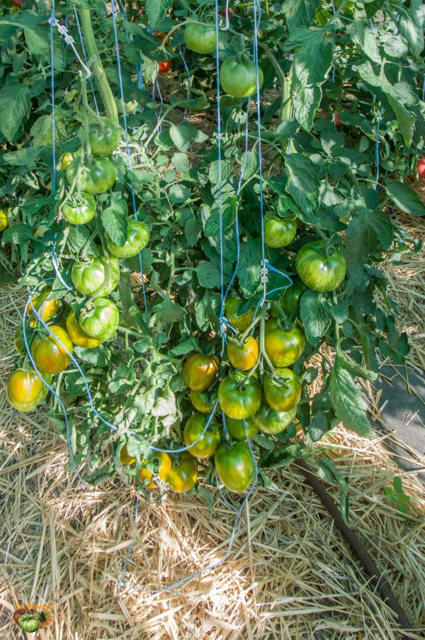 ZEBRA PICANTE - Image 11