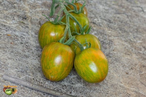 ZEBRA PICANTE - Image 6