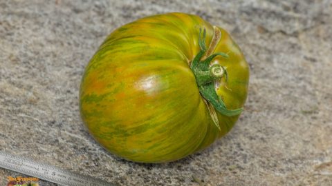 ZEBRA PICANTE