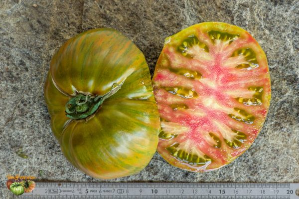 ZEBRA PICANTE - Image 7