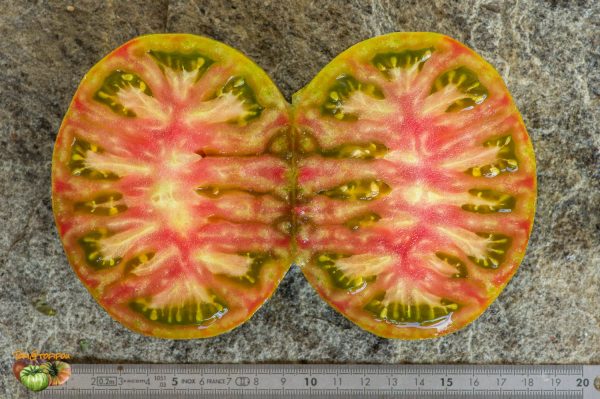 ZEBRA PICANTE - Image 8