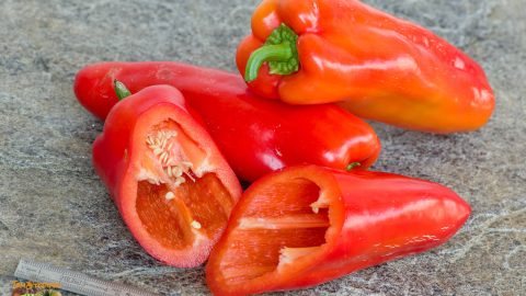 GYPSY PEPPER