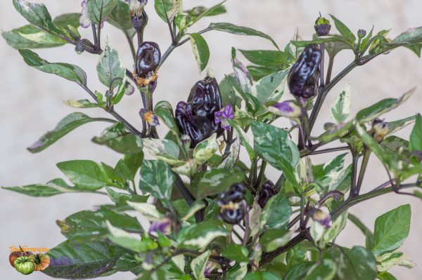 SCARLET VARIEGATED - Image 5