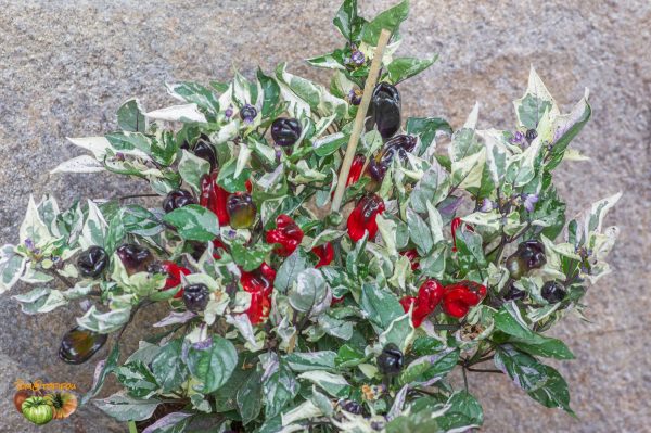 SCARLET VARIEGATED - Image 3