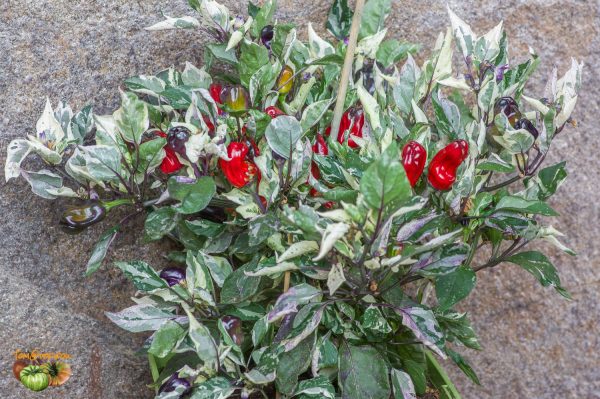 SCARLET VARIEGATED - Image 4