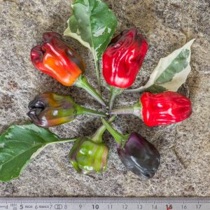 SCARLET VARIEGATED