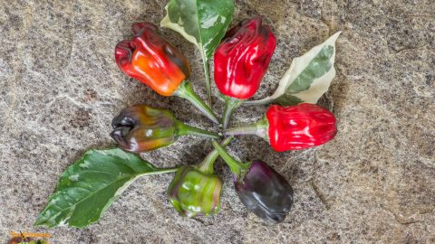 SCARLET VARIEGATED