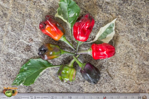 SCARLET VARIEGATED