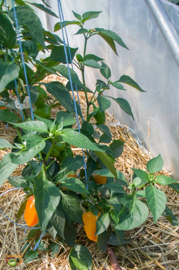 YELLOW ROCKET - Image 6