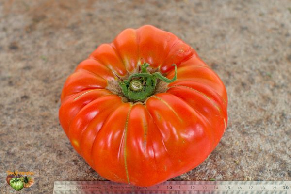 ENORME de TALMONT - HUGE fromTALMONT - Image 3