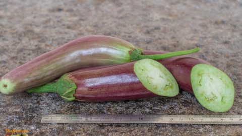 EARLY LONG PURPLE