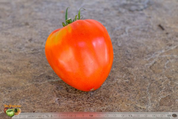belarusian heart Белорусское сердце­