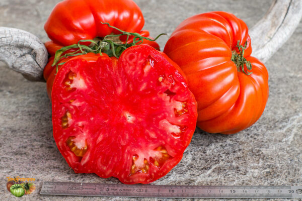 CHILO ROSSO DI SALERNO