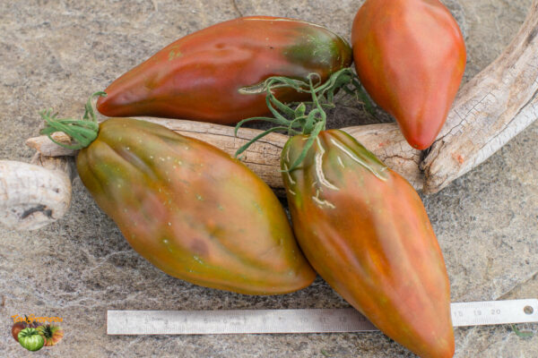 cuban pepper like