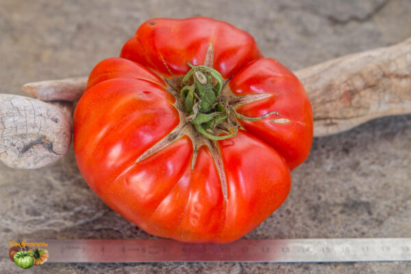 ROUGE DE CORSE - Image 3