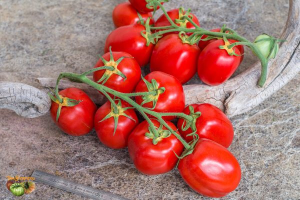 san marzano butalina selection claudio prochietto