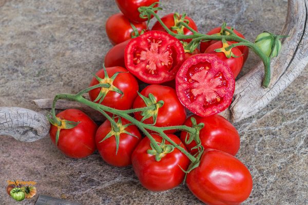 san marzano butalina selection claudio prochietto