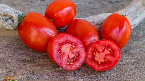 SAN MARZANO BUTALINA Selection Claudio Prochietto