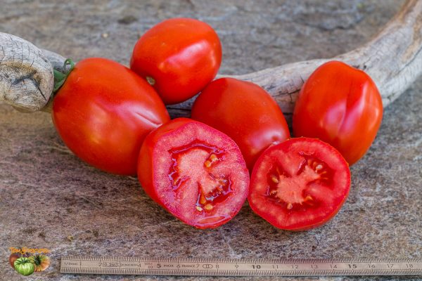 san marzano butalina selection claudio prochietto
