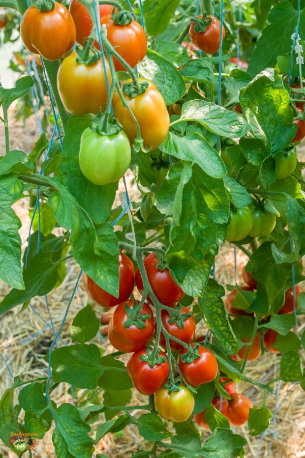 san marzano butalina selection claudio prochietto