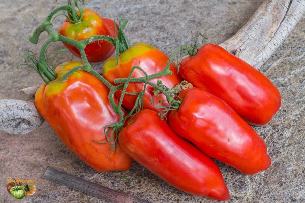 san marzano retorta