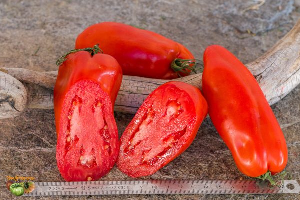 san marzano retorta