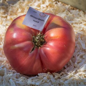 AFRICAN BEEFSTEAK