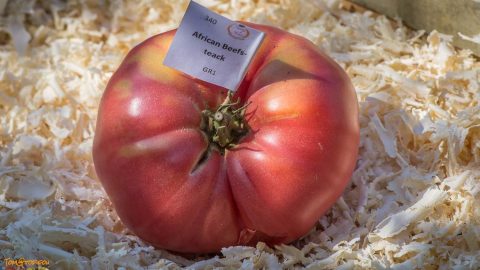 AFRICAN BEEFSTEAK