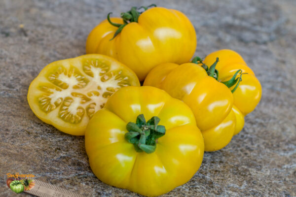 banjam rumi orange