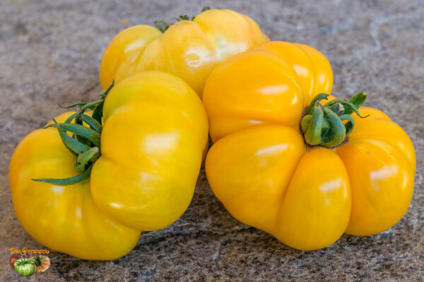 banjam rumi orange
