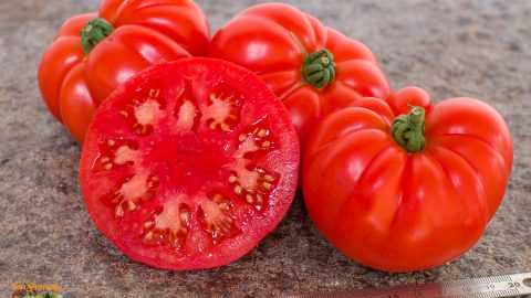 SUPER MARMANDE