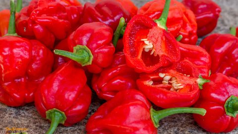 AJI DULCE PUERTO RICO