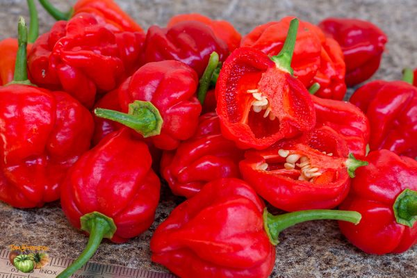 aji dulce puerto rico