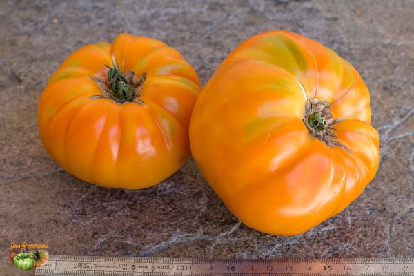 amana orange