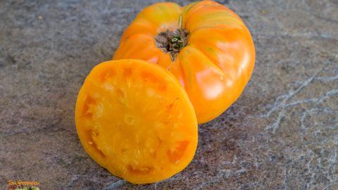AMANA ORANGE