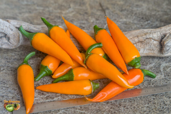 bulgarian carrot
