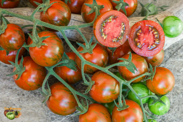 ciliegino nero di turchia