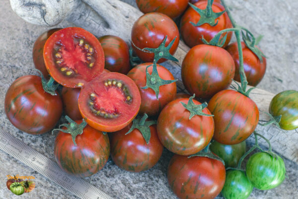 ciliegino nero di turchia