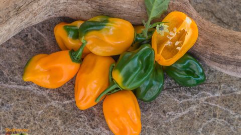 GRENADA SEASONING