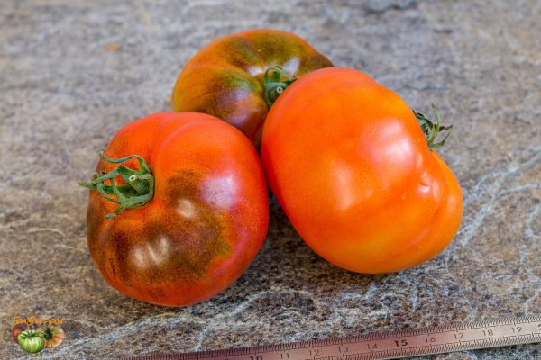 pruneaux sauvages