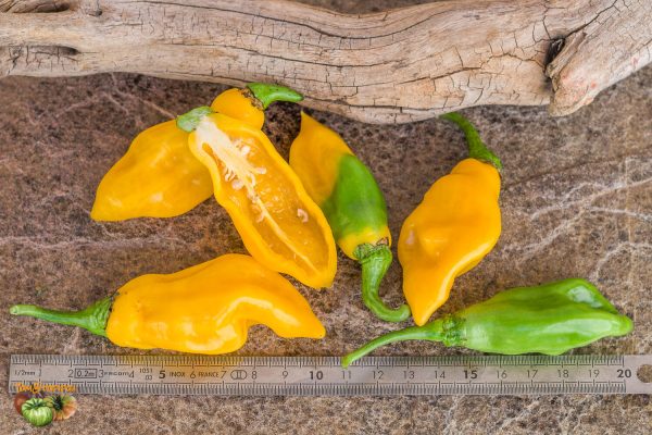 santa lucia yellow seasoning