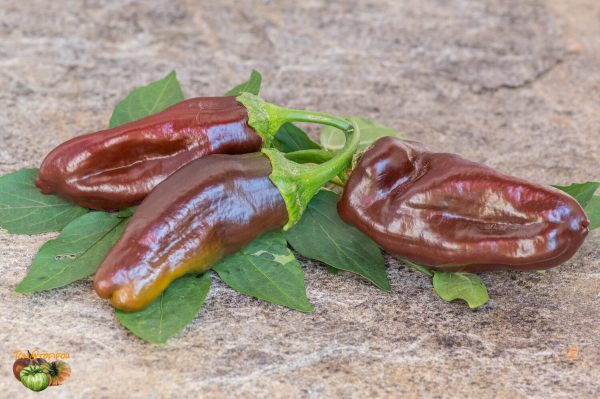 sladkiy chokolad