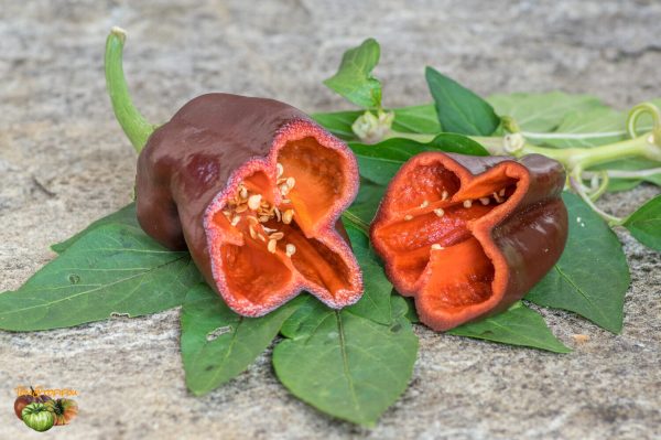 sladkiy chokolad