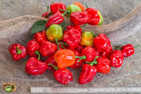 tobago seasoning