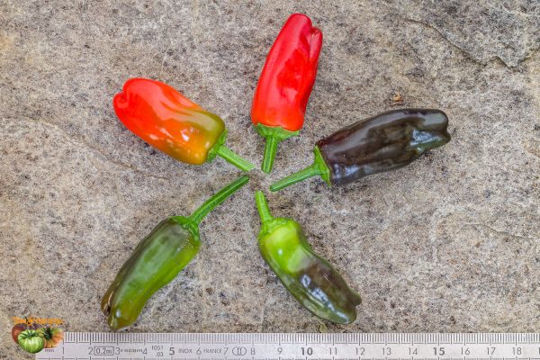 turkish flower biber