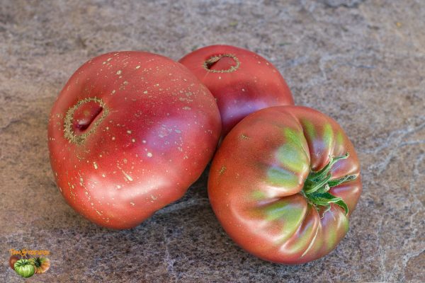 bkx black krim potato leaf