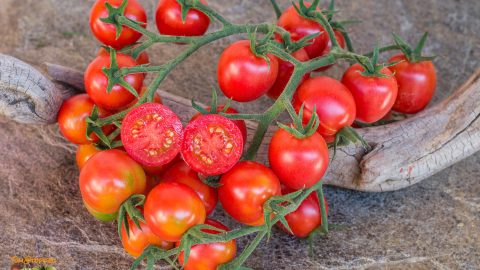 FRUIT PUNCH CHERRY