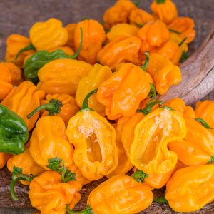 numex suave orange 24 août 2022 2